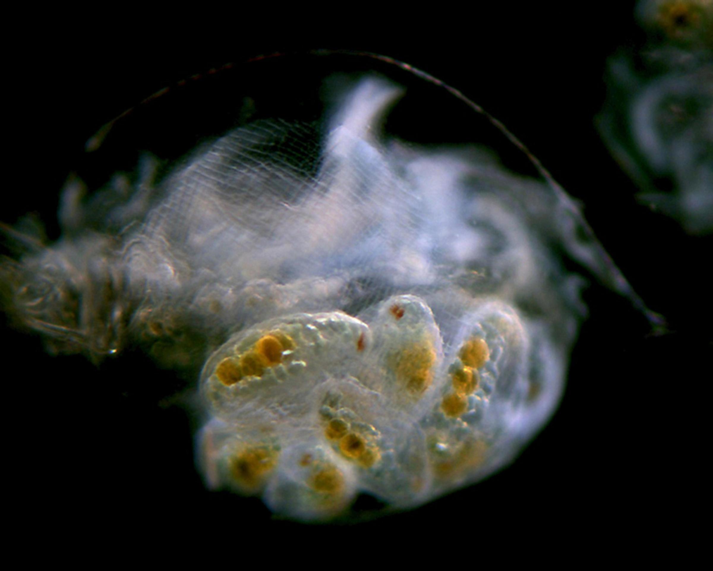 Daphnia