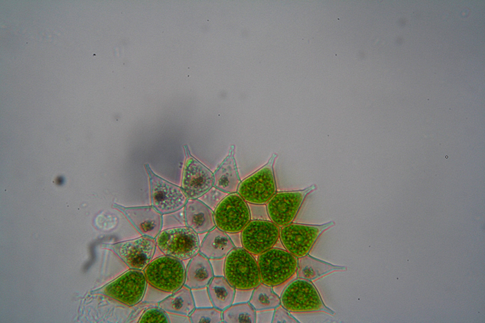 Pediastrum - aberrazione cromatica - forse prove definitive