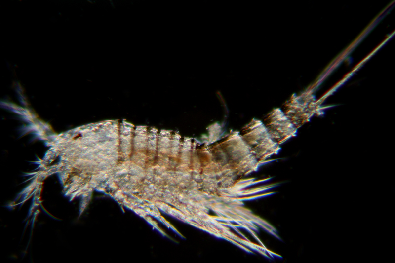 Copepodi