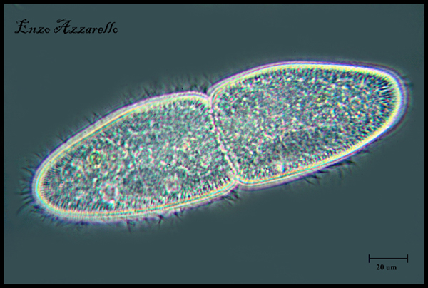 Paramecio - quasi al termine della divisione mitotica