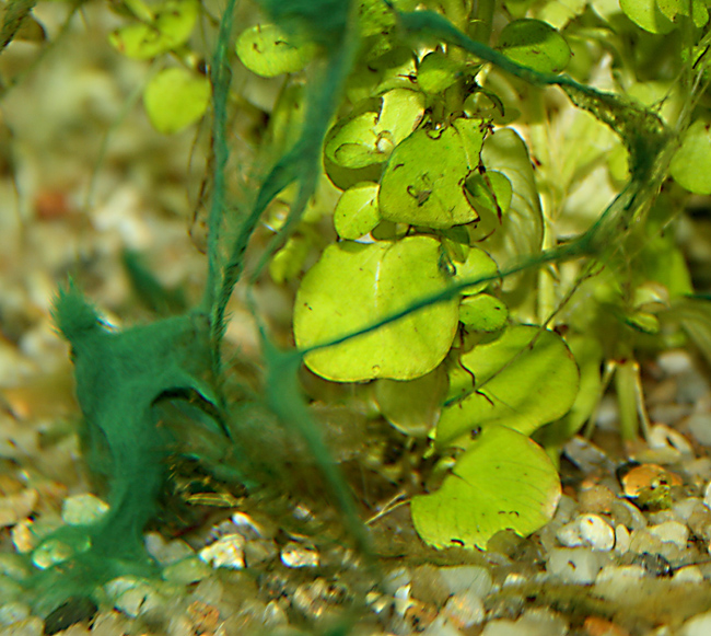 Problemino con acquario