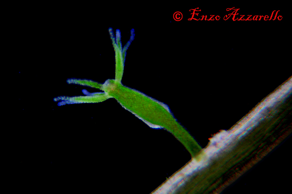 Hydra viridis - parte 3 - qualche altra foto