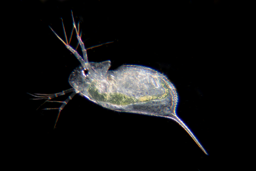 Daphnia