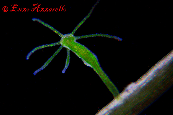 Hydra viridis - parte 3 - qualche altra foto