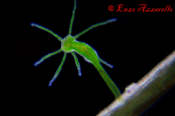 Hydra viridis - parte 3 - qualche altra foto