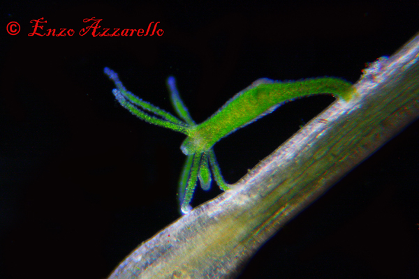 Hydra viridis - parte 3 - qualche altra foto