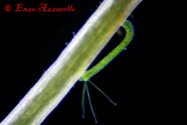 Hydra viridis - parte 3 - qualche altra foto