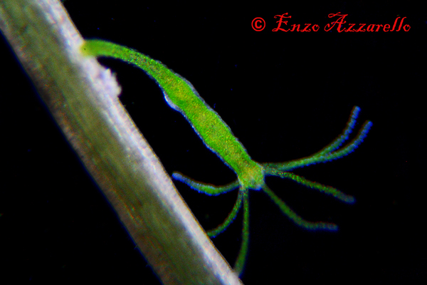 Hydra viridis - parte 3 - qualche altra foto