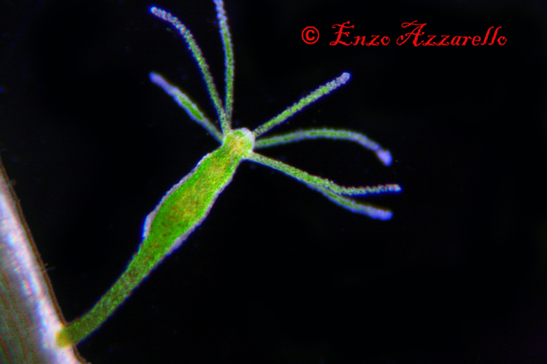 Hydra viridis - parte 3 - qualche altra foto