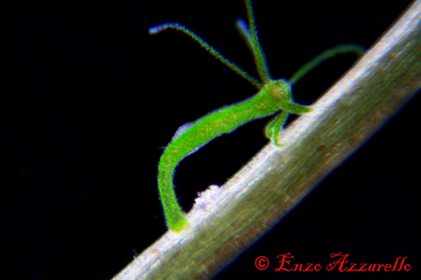 Hydra viridis - parte 3 - qualche altra foto