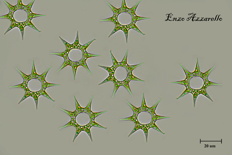 Pediastrum simplex