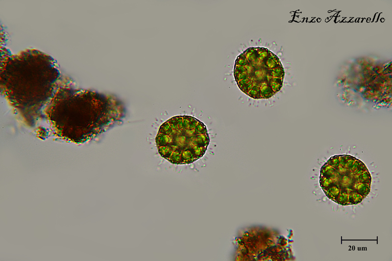 Due specie di microrganismi da identificare