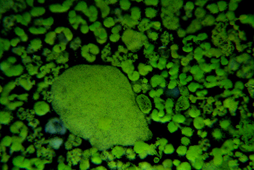 Acqua melmosa - Microcystis?