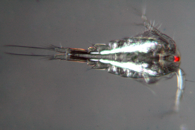 Copepodi