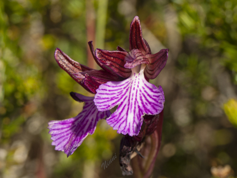 Anacamptis papilionacea var. grandiflora