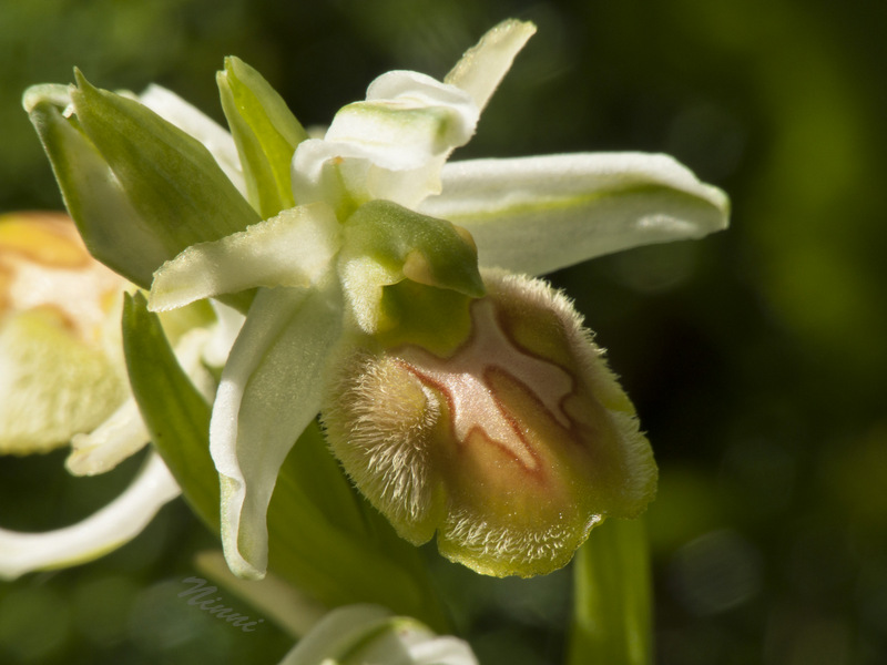 Ophrys da identificare