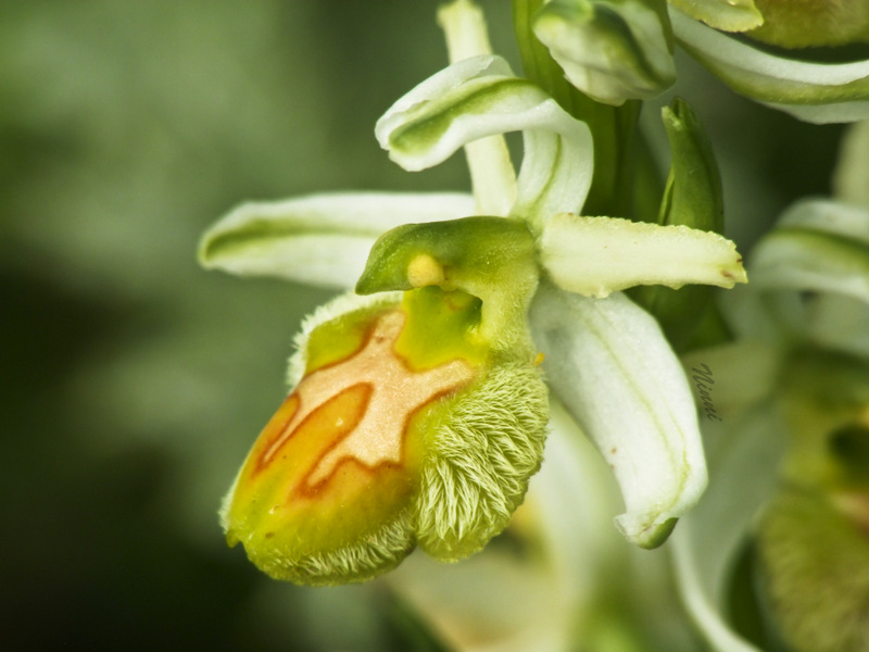 Ophrys da identificare