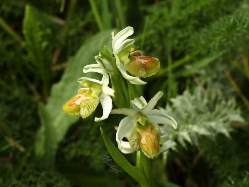 Ophrys da identificare