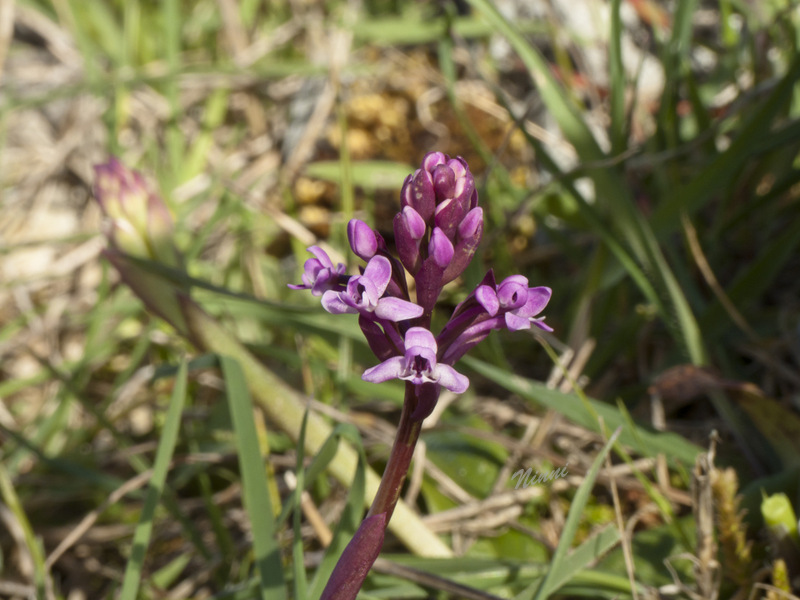 O. brancifortii allo Sparacio