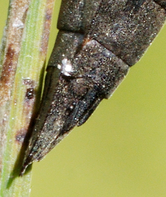 exuvia di Aeshna cyanea