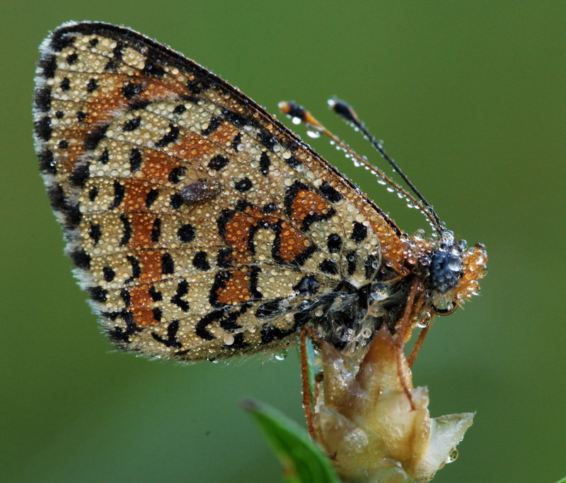  identificabile nonostante le gocce?