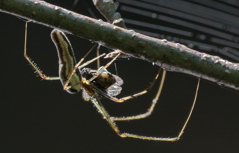 Tetragnatha sp.