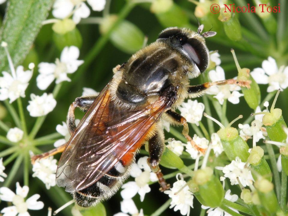 Syrphidae: femmina di Merodon, gruppo avidus