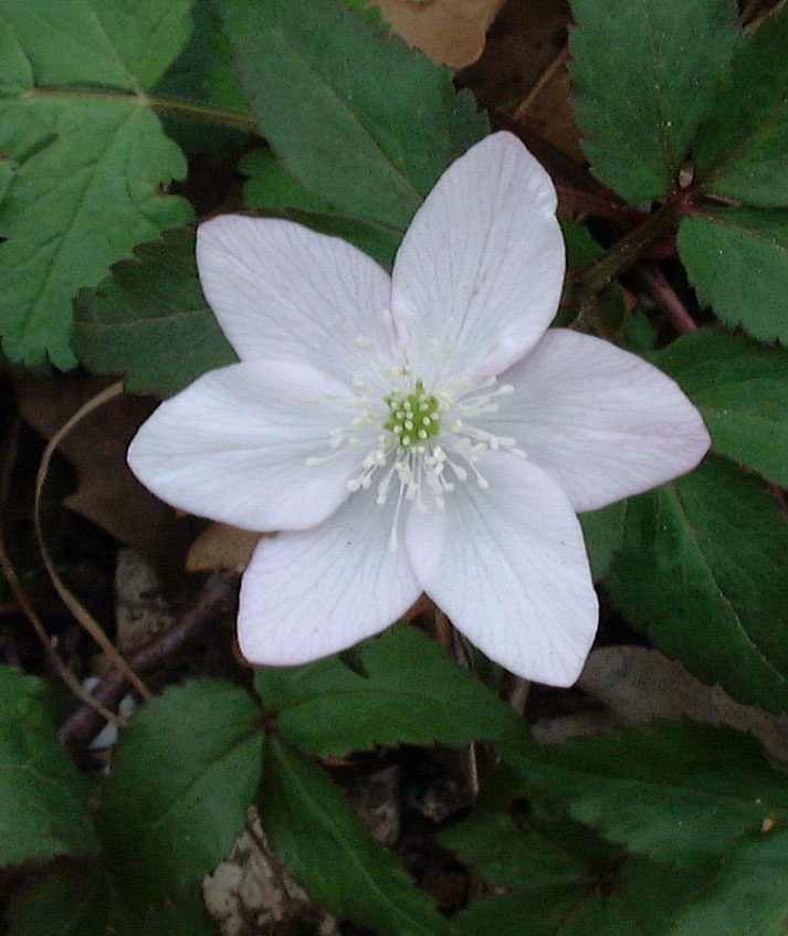 Anemone trifolia L. in un bosco vicino casa