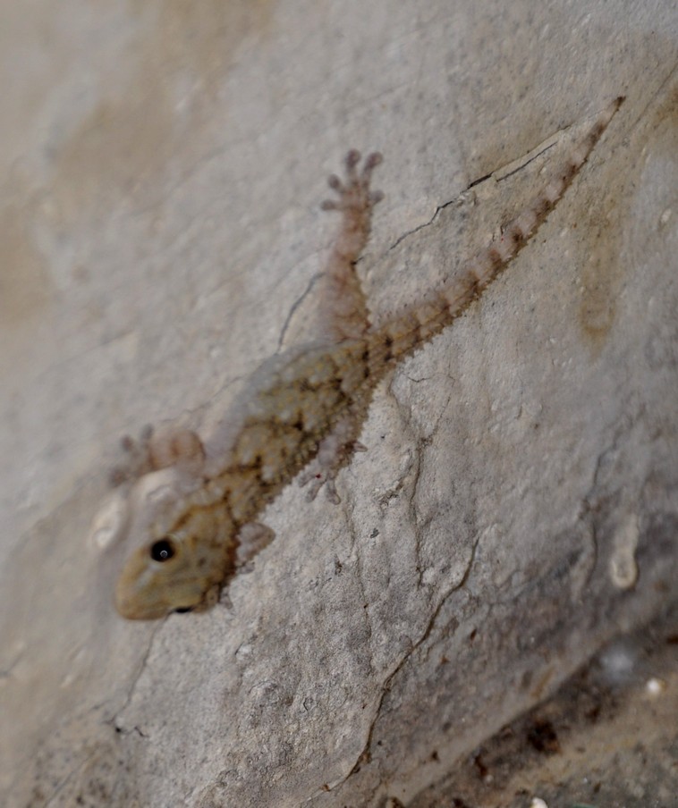 visita gradita (Tarentola mauritanica)