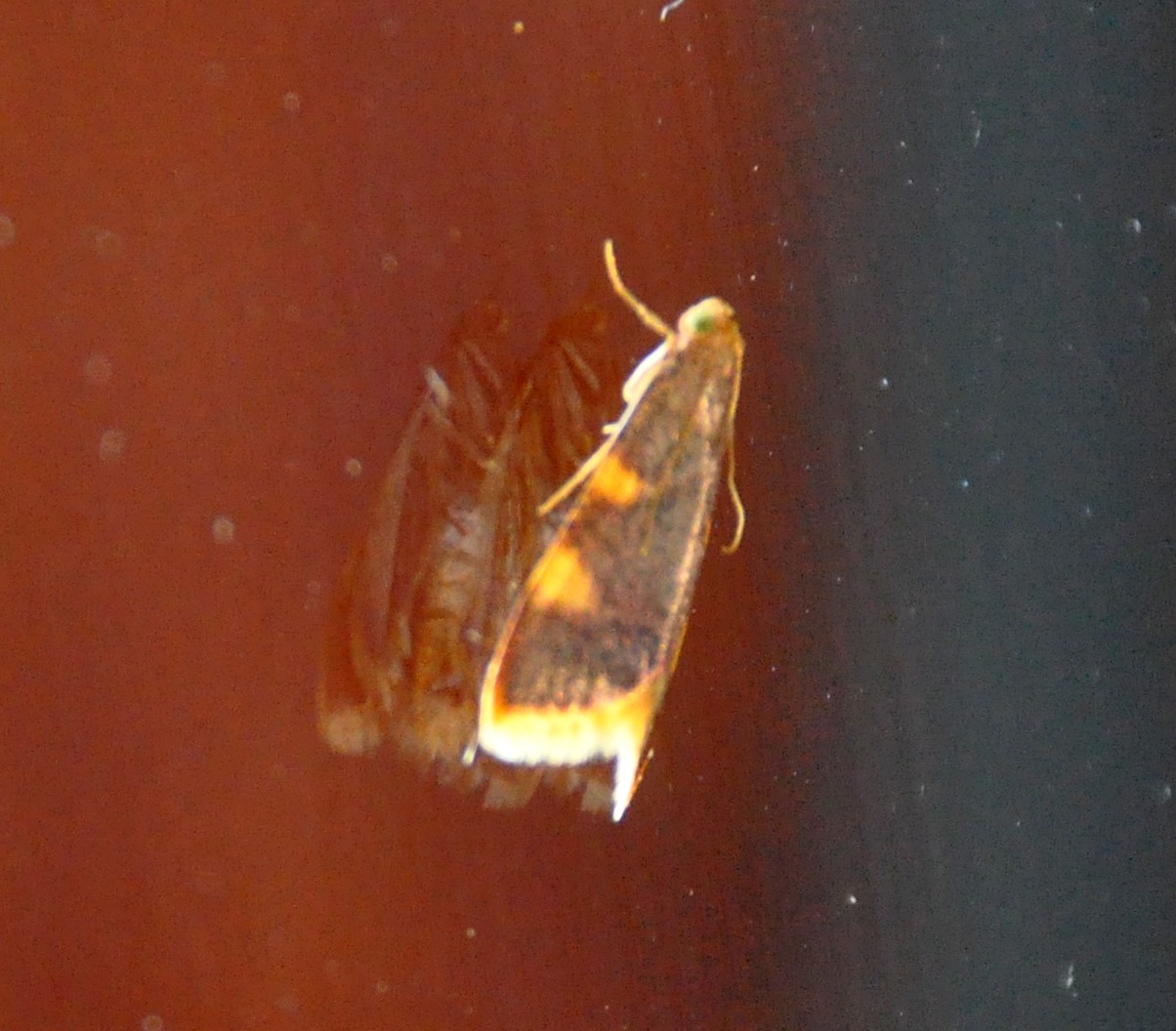 identificazione - Hypsopygia costalis