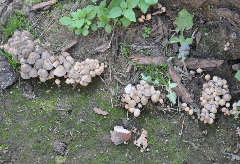 Coprinellus disseminatus