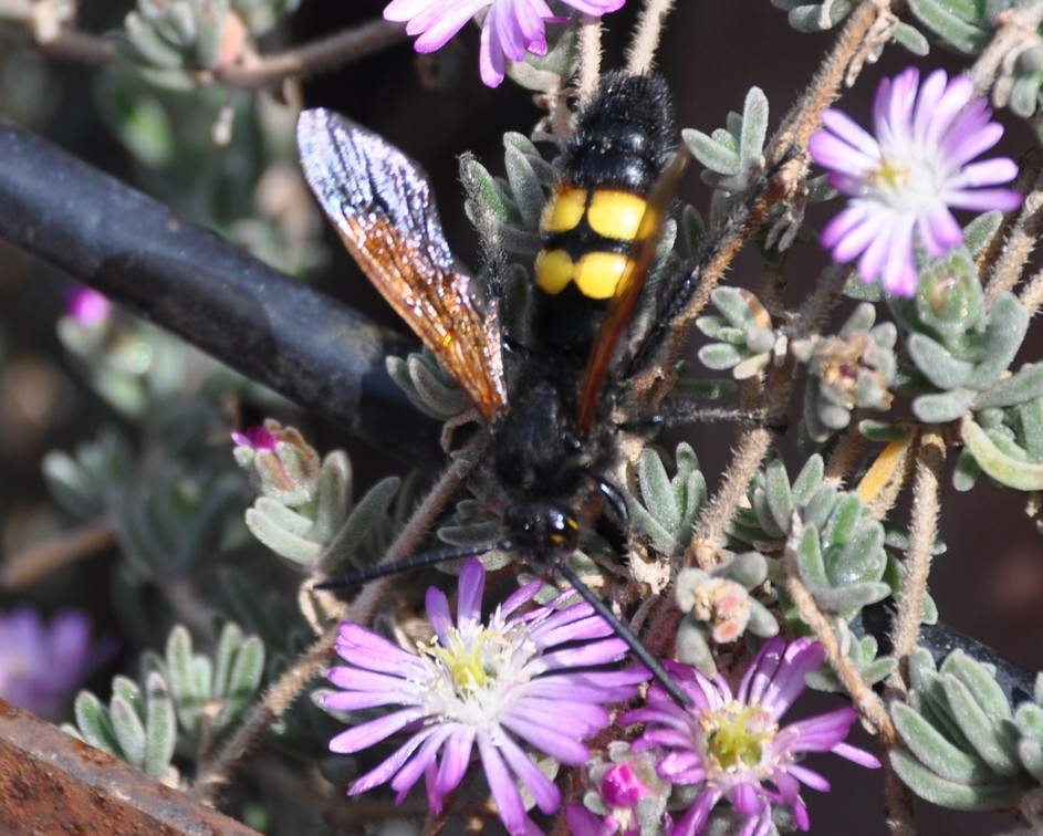 una vespa a pois (Maschio di egascolia maculata flavifrons)