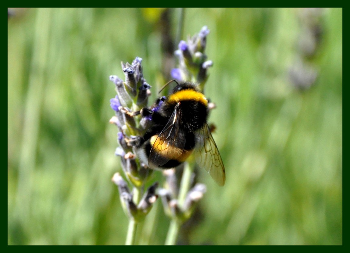 Bombus terrestris