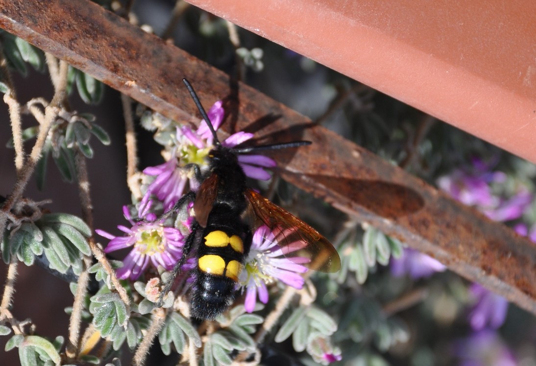 una vespa a pois (Maschio di egascolia maculata flavifrons)