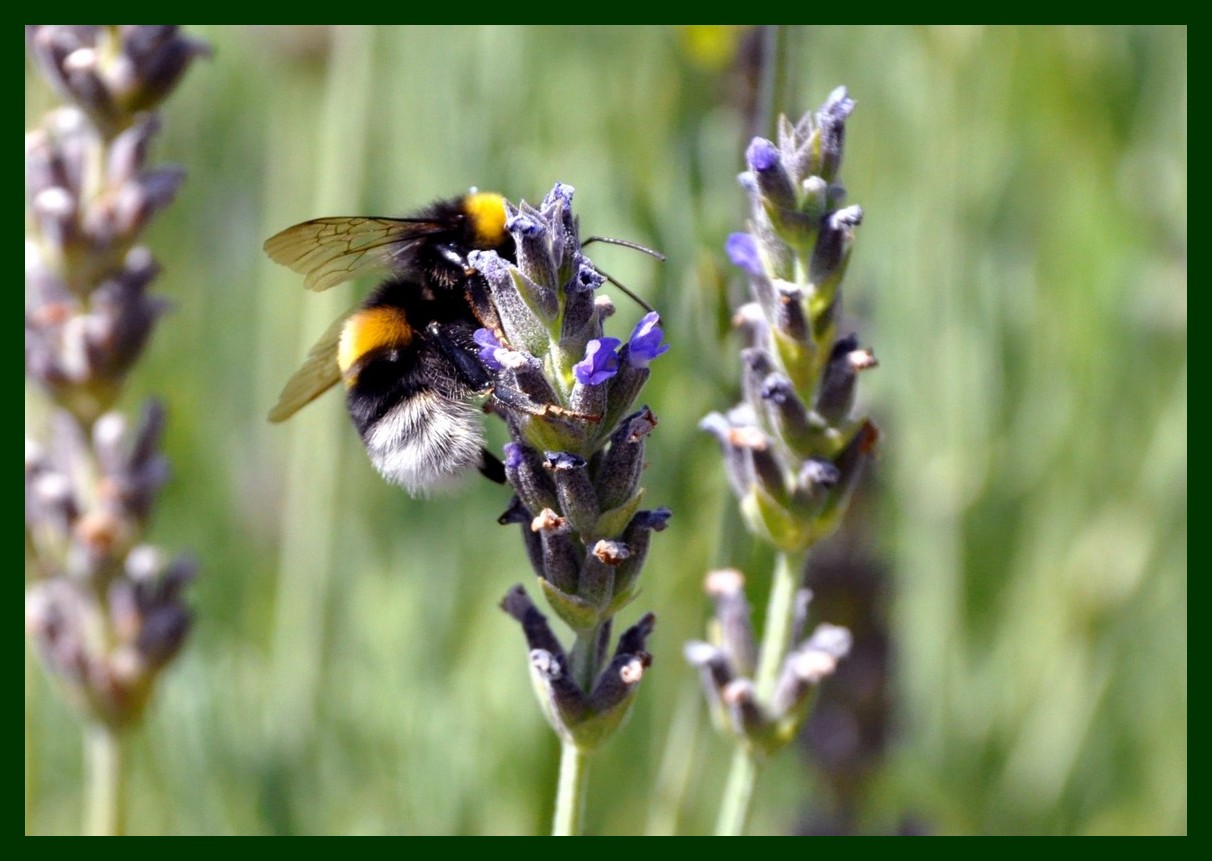 Bombus terrestris