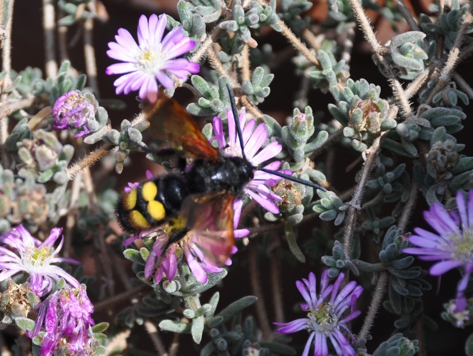 una vespa a pois (Maschio di egascolia maculata flavifrons)