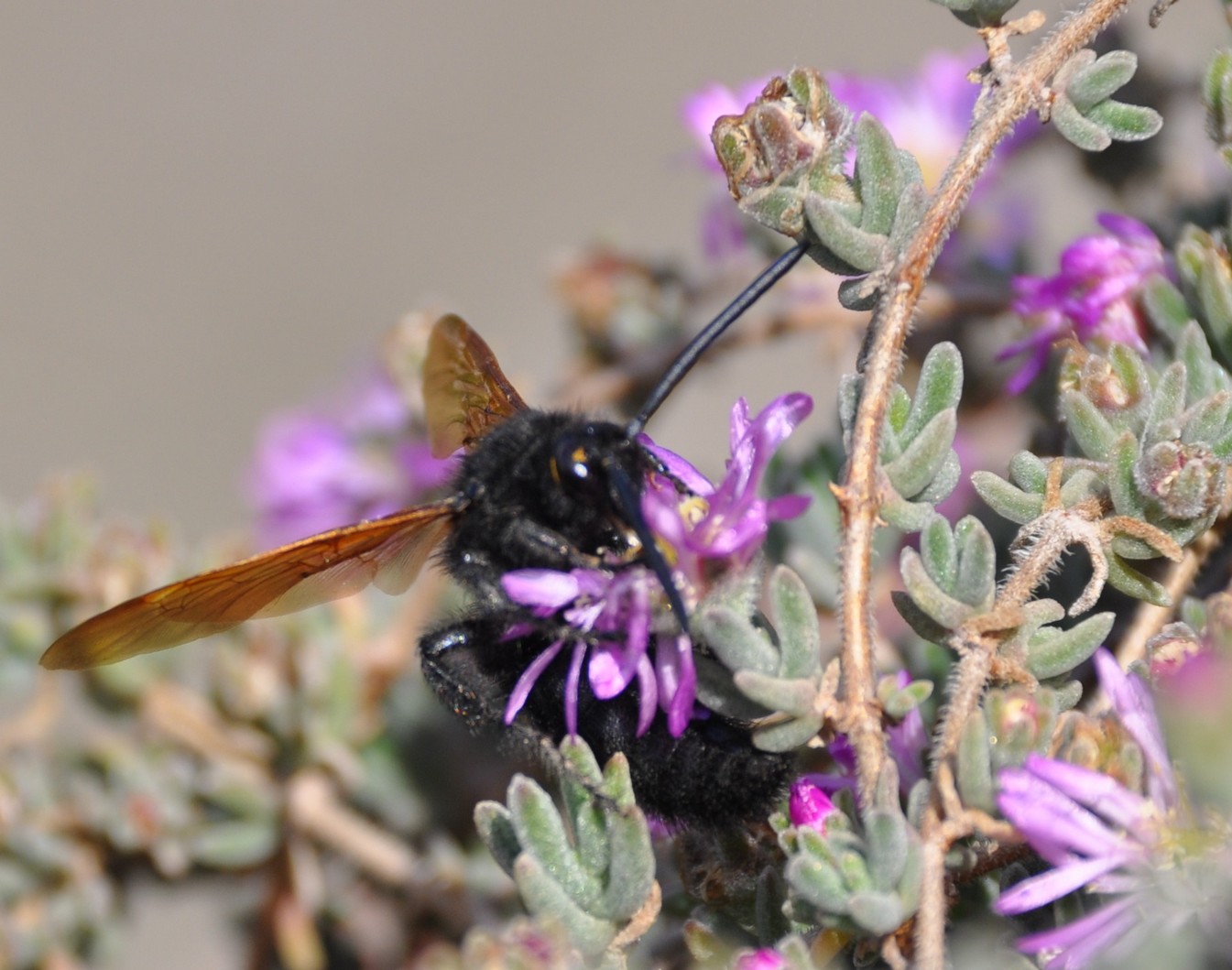 una vespa a pois (Maschio di egascolia maculata flavifrons)