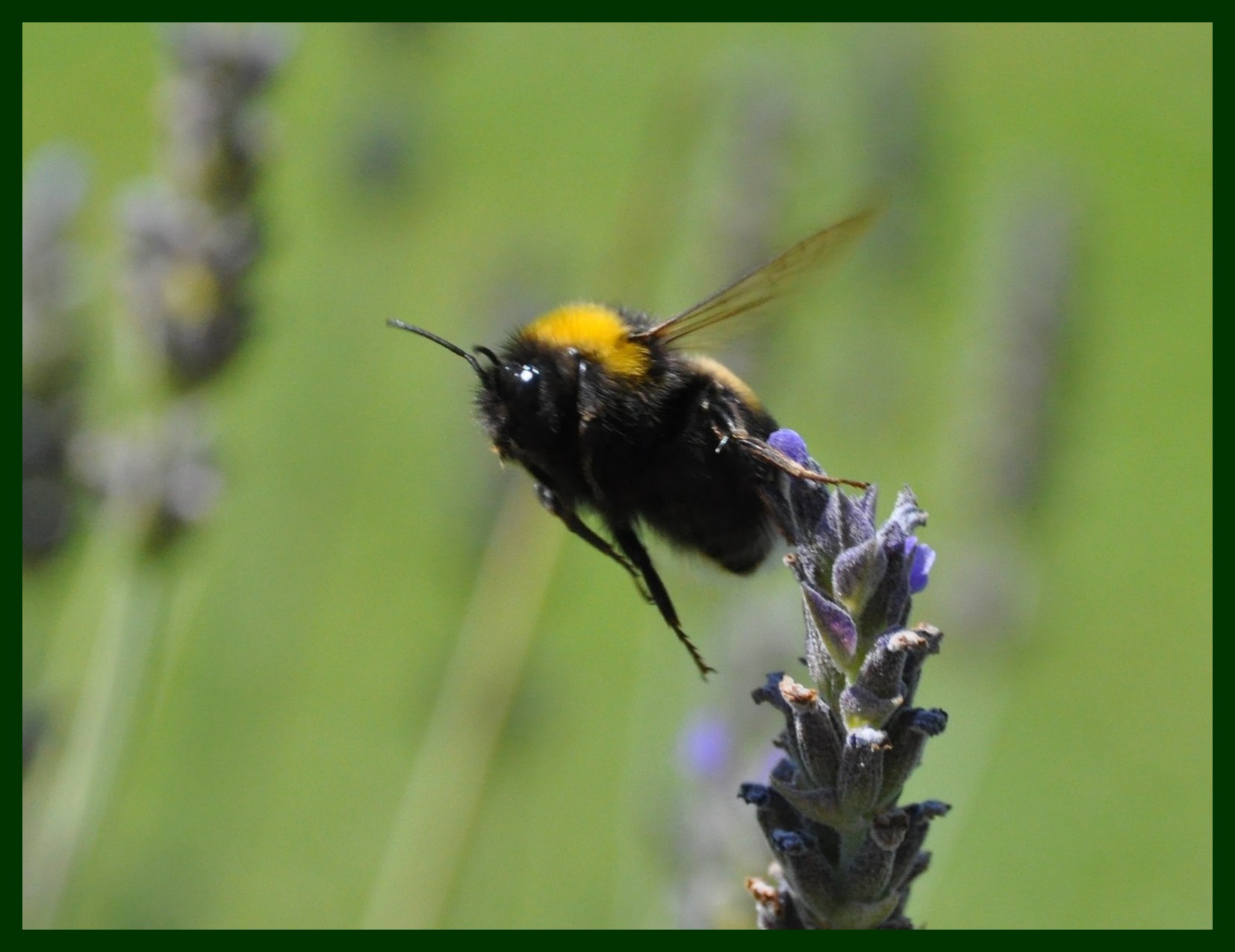 Bombus terrestris