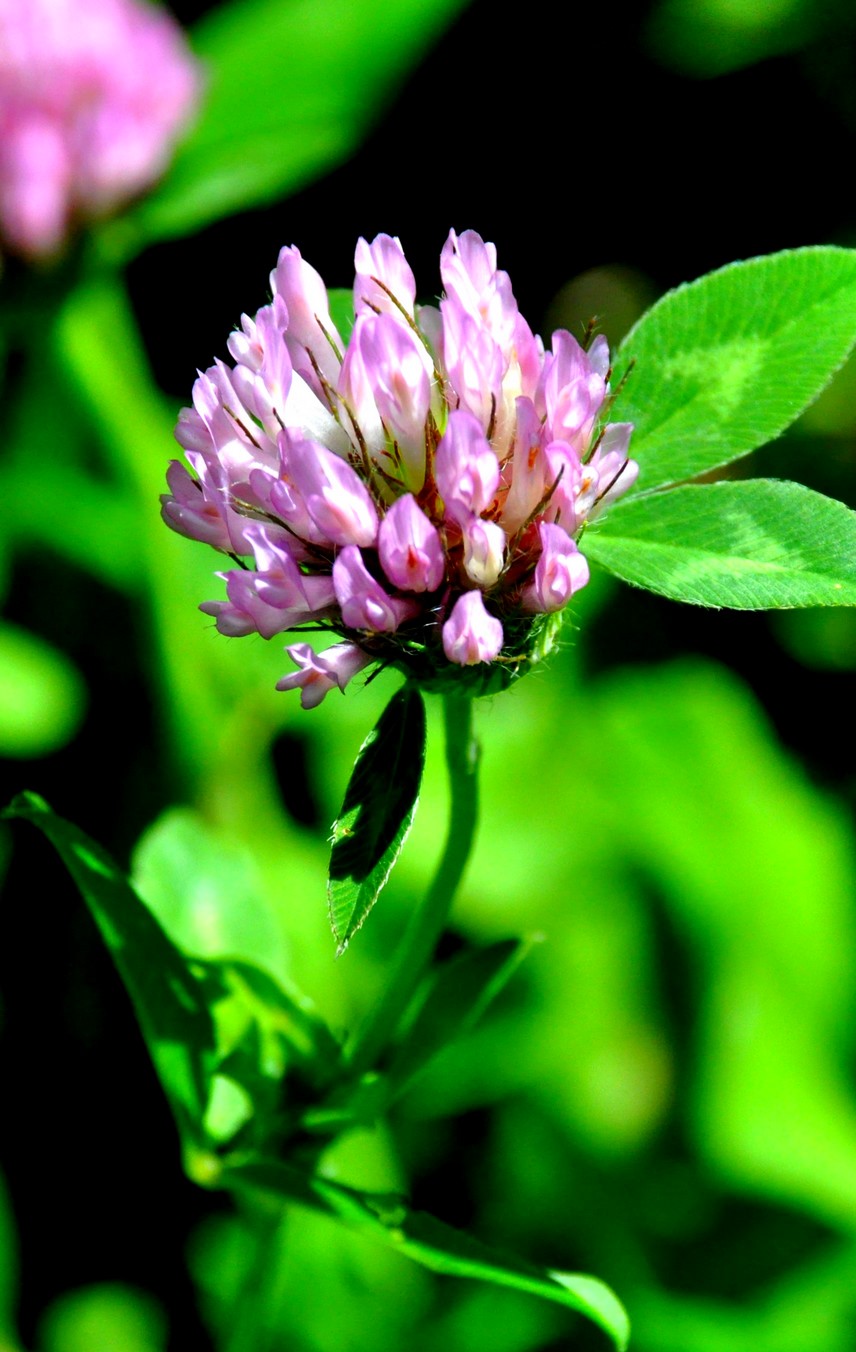 Trifolium pratense