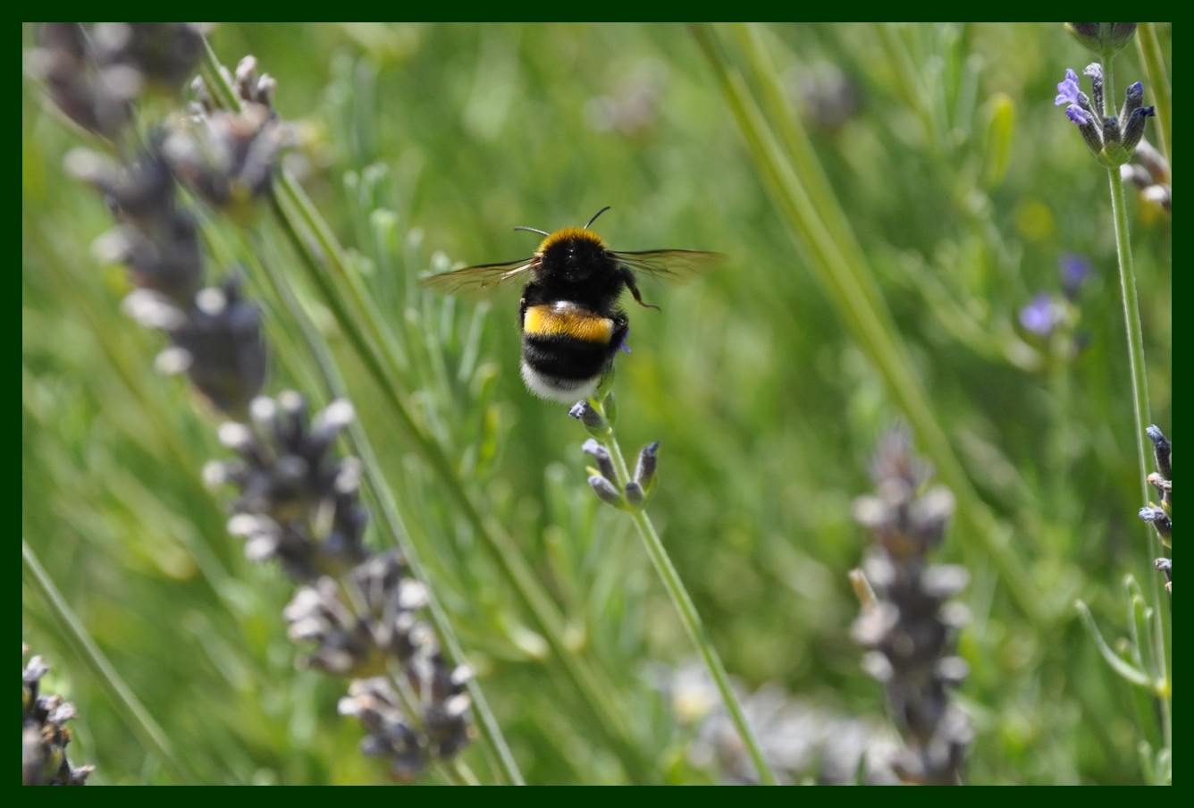 Bombus terrestris