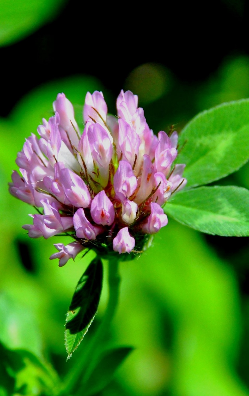 Trifolium pratense