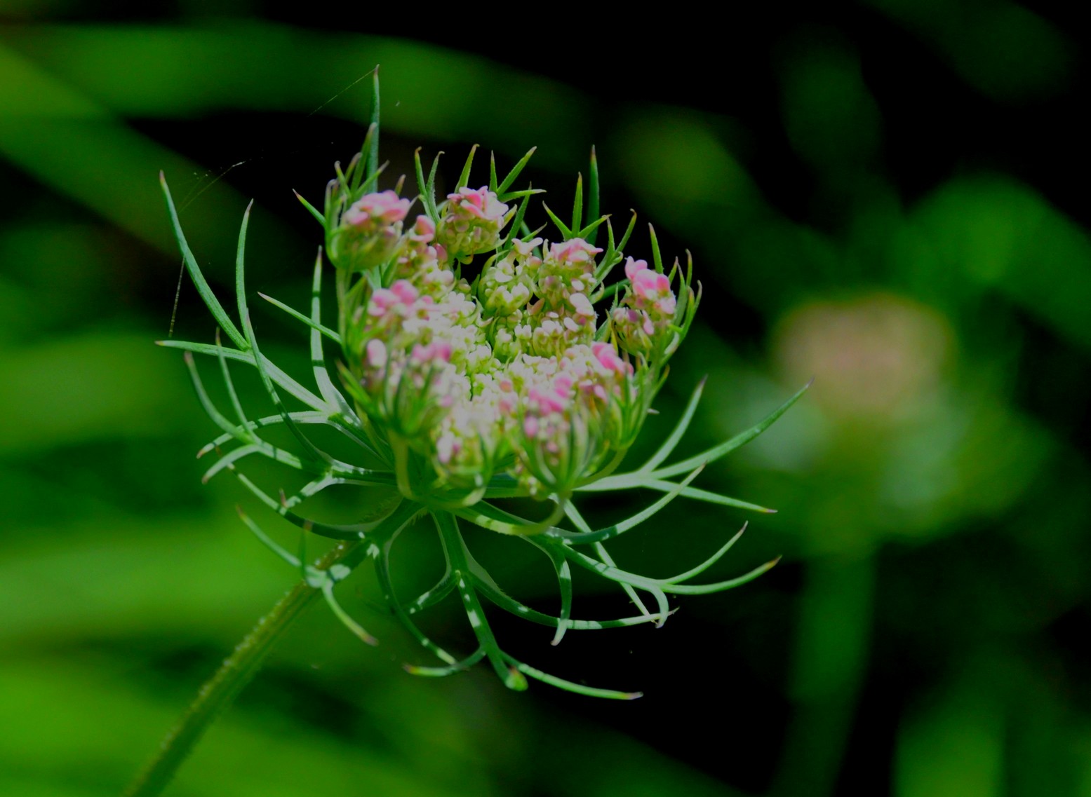 a me ignoti... Daucus carota