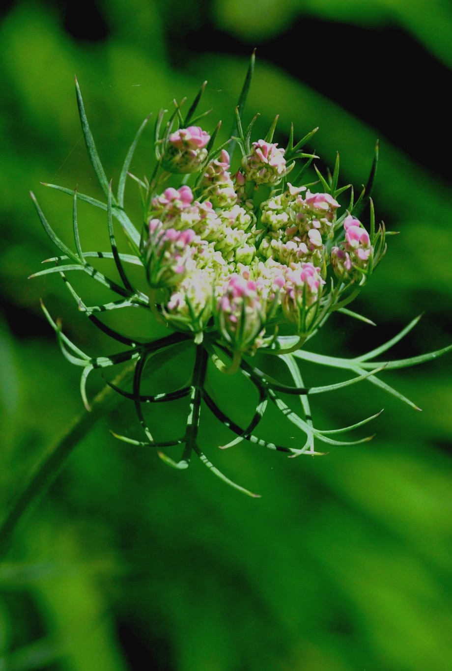 a me ignoti... Daucus carota