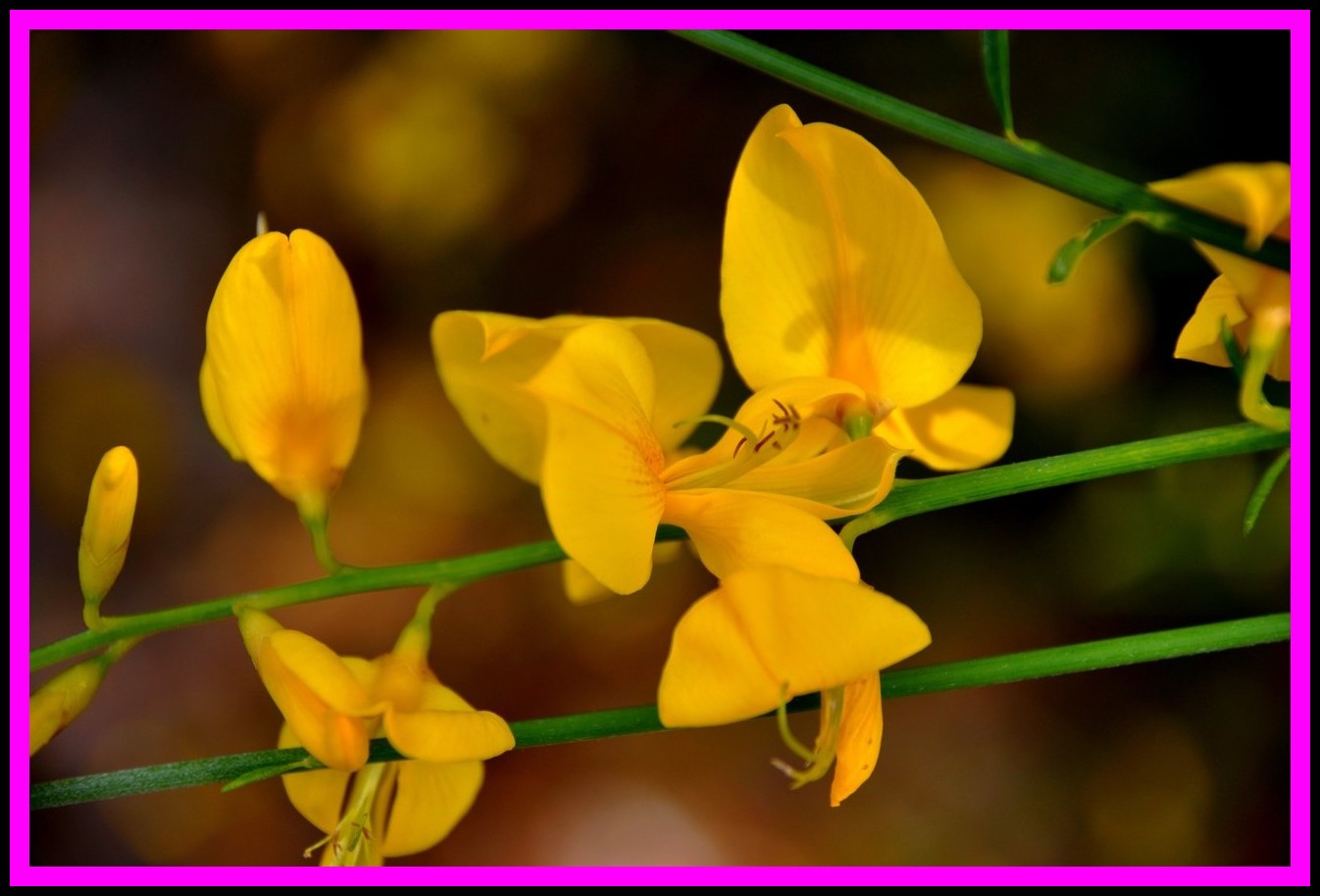 in campagna :Spartium junceum e Polygala myrtifolia