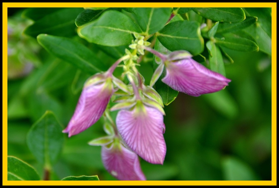 in campagna :Spartium junceum e Polygala myrtifolia