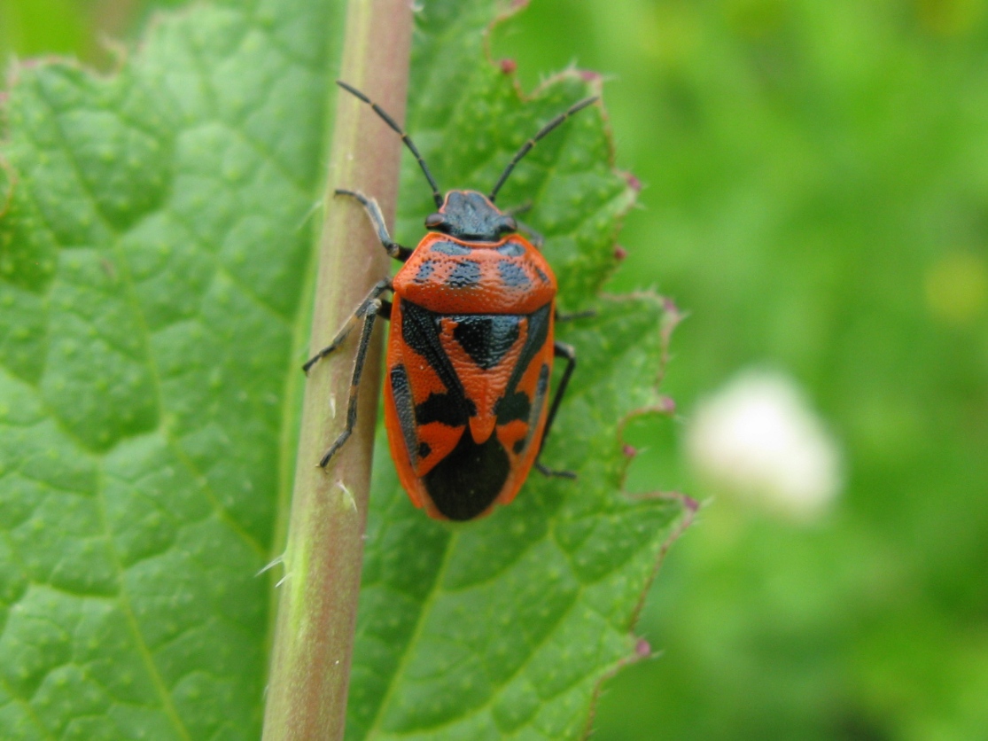 Pentatomidae:  Eurydema ornata del Lazio