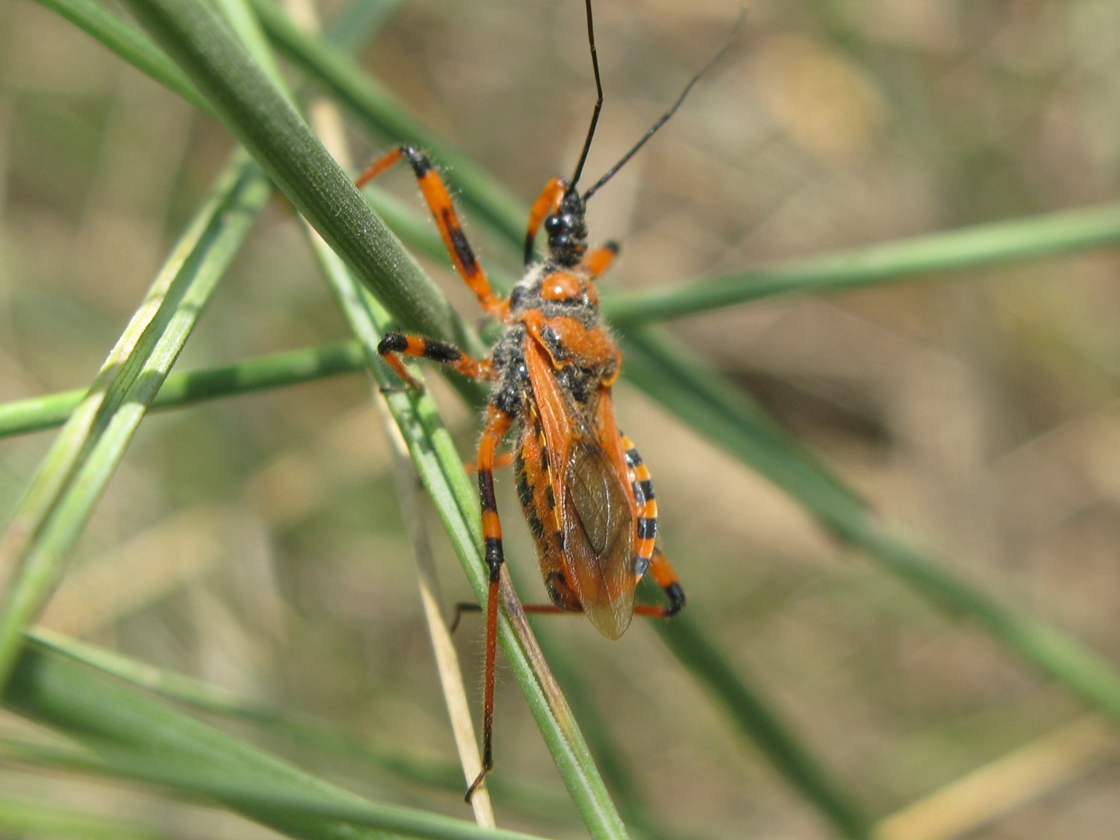 Reduviidae: Rhinocoris cf rubricus