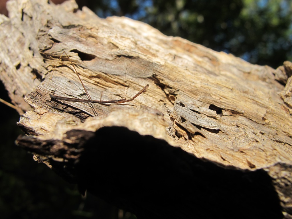 Reduviidae: Ischnonyctes barbarus del Lazio (VT)