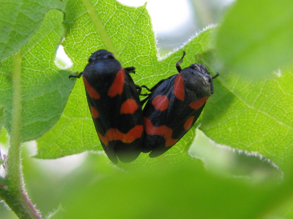 cercopis vulnerata o arcuata o sanguinolenta?