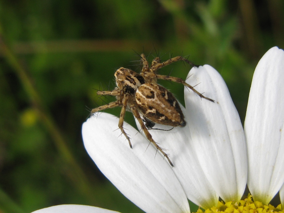 Oxyopes sp.